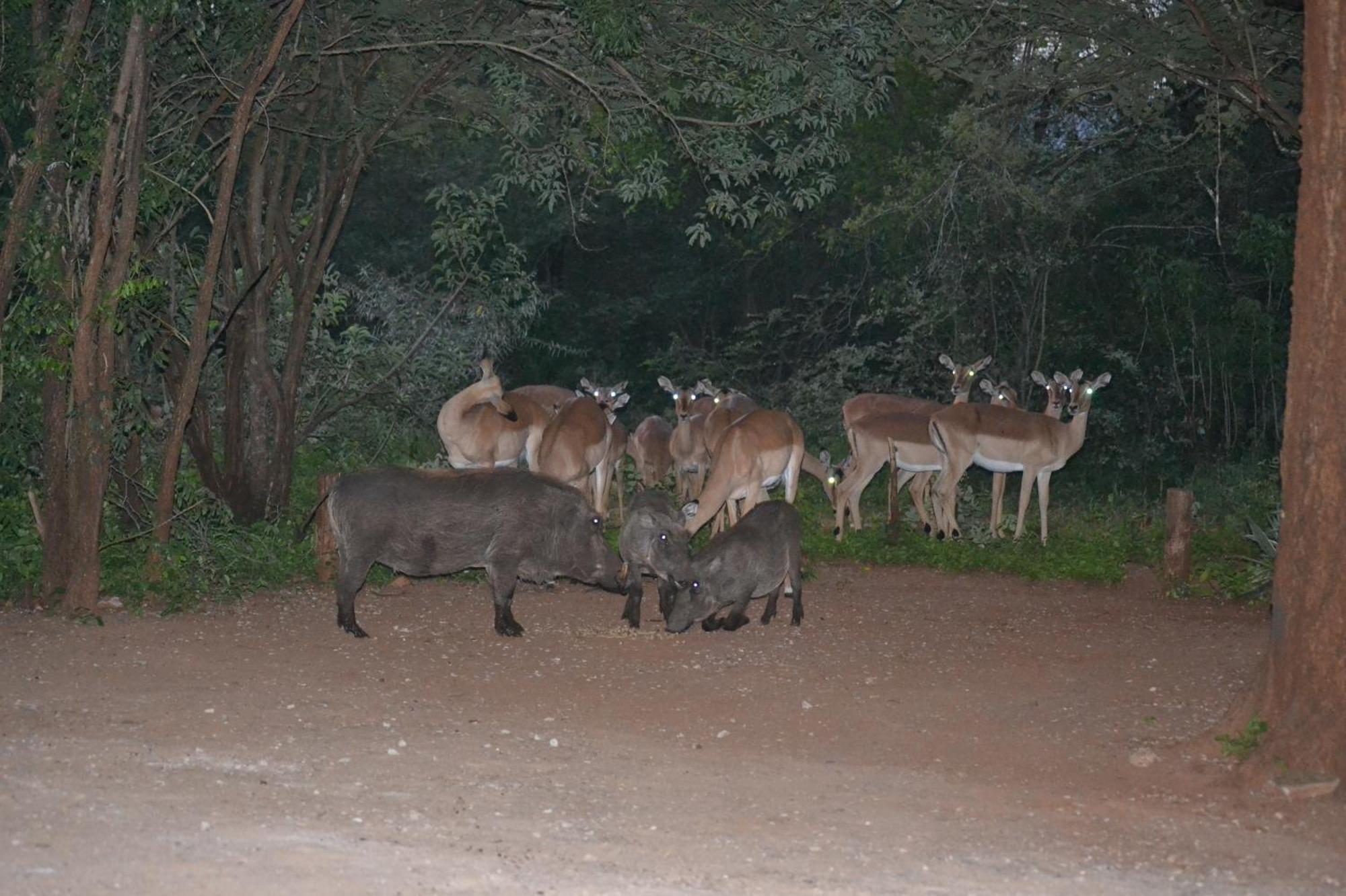 Kiburi Cottage @ Kruger Marloth Park Exterior photo
